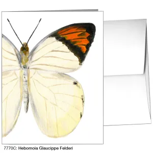 Hebomoia Glaucippe Felderi, Greeting Card (7770C)