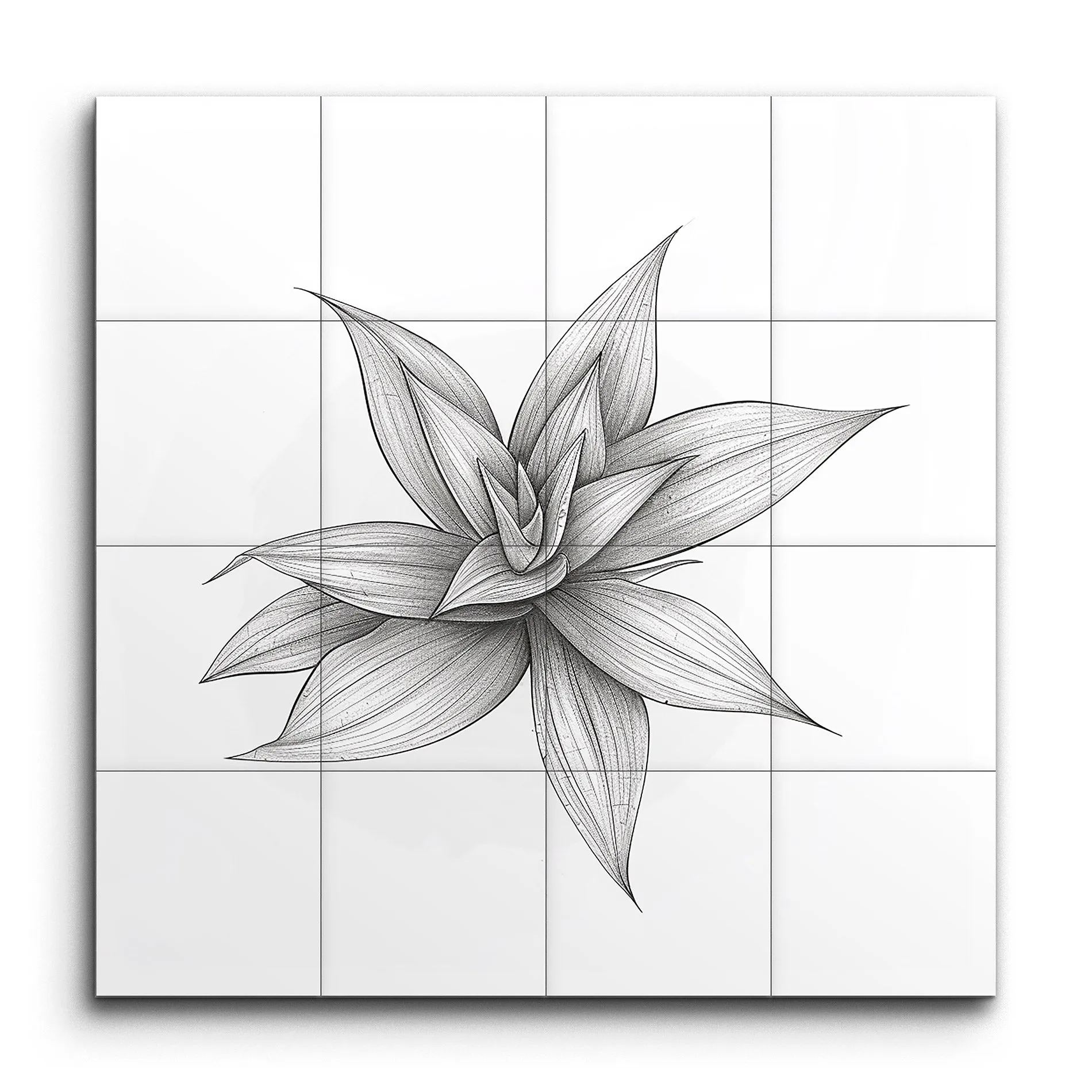 Monochrome Succulent Botanical Art