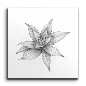 Monochrome Succulent Botanical Art