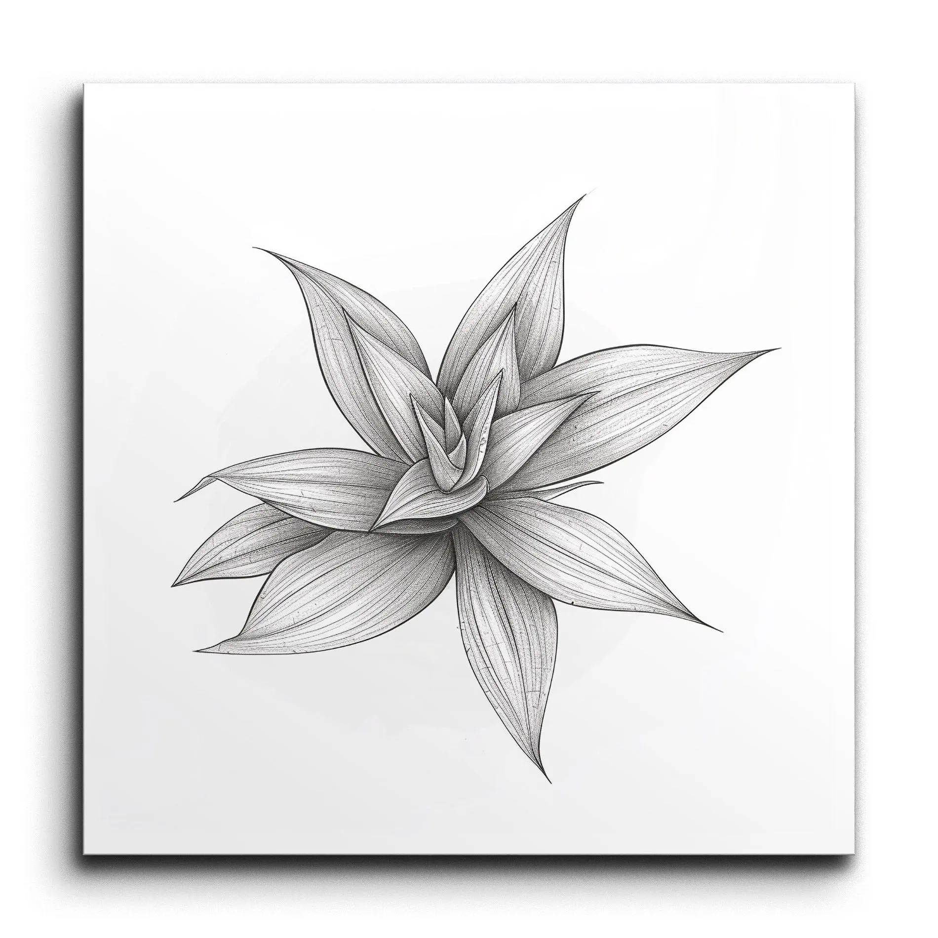 Monochrome Succulent Botanical Art