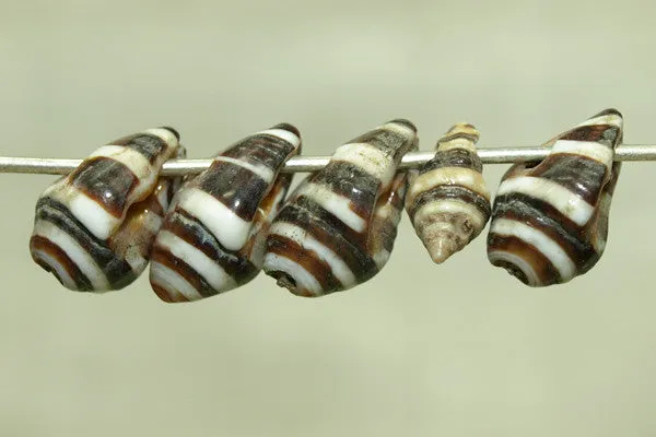 Moroccan Zebra Shell