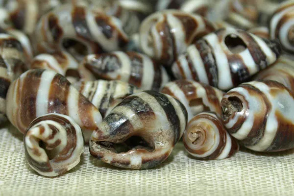 Moroccan Zebra Shell