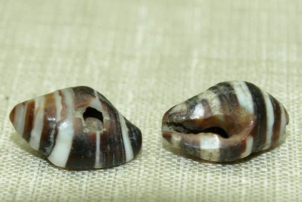 Moroccan Zebra Shell