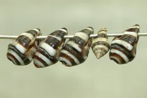 Moroccan Zebra Shell