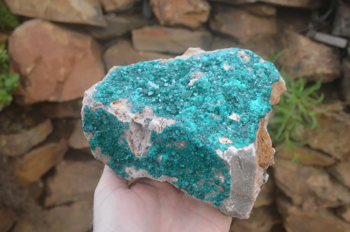 Natural XL Dioptase Specimen x 1 From Likasi, Congo