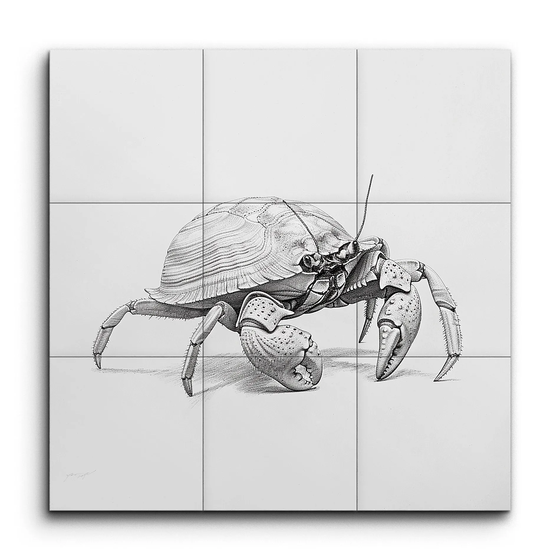 Timeless Monochrome Crab Illustration