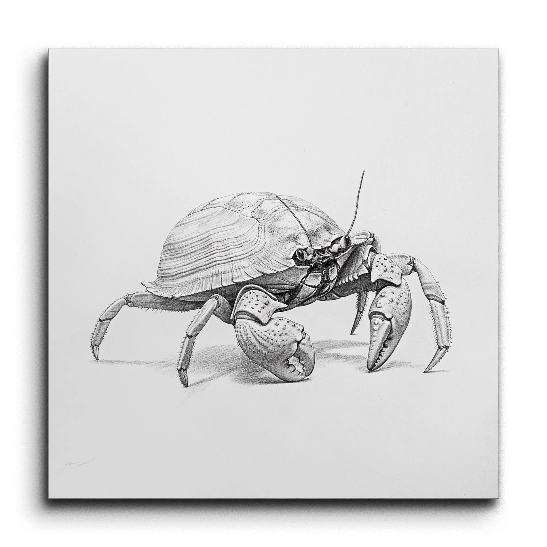 Timeless Monochrome Crab Illustration